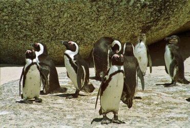 Afrikanische Pinguine oder Brillenpinguine, Boulders Beach, Simons Town